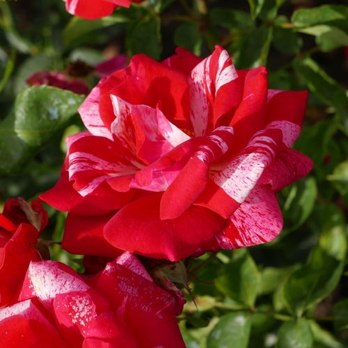 Rosa Papageno™ - rosa-weiß - floribundarosen